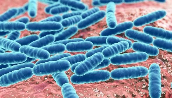 <br />
				Ученые обнаружили штамм активных против COVID-19 лактобактерий	