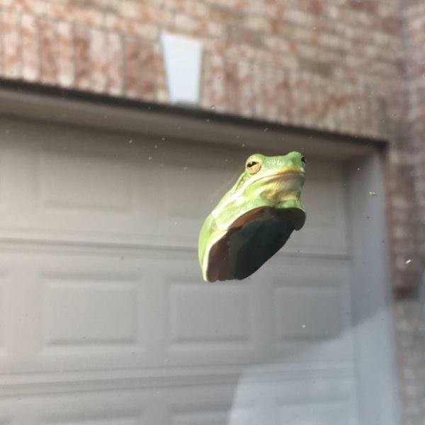 Вы видели, как выглядят лягушки на стекле? (9 фото)